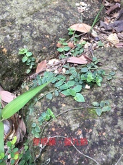 Psychotria serpens