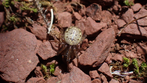 Enoplognatha diversa