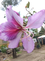Bauhinia variegata