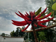 Erythrina americana