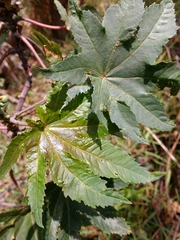 Ricinus communis