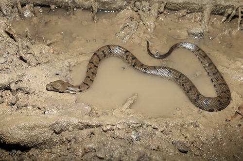 Photo of a Australian Bokadam (Cerberus australis)