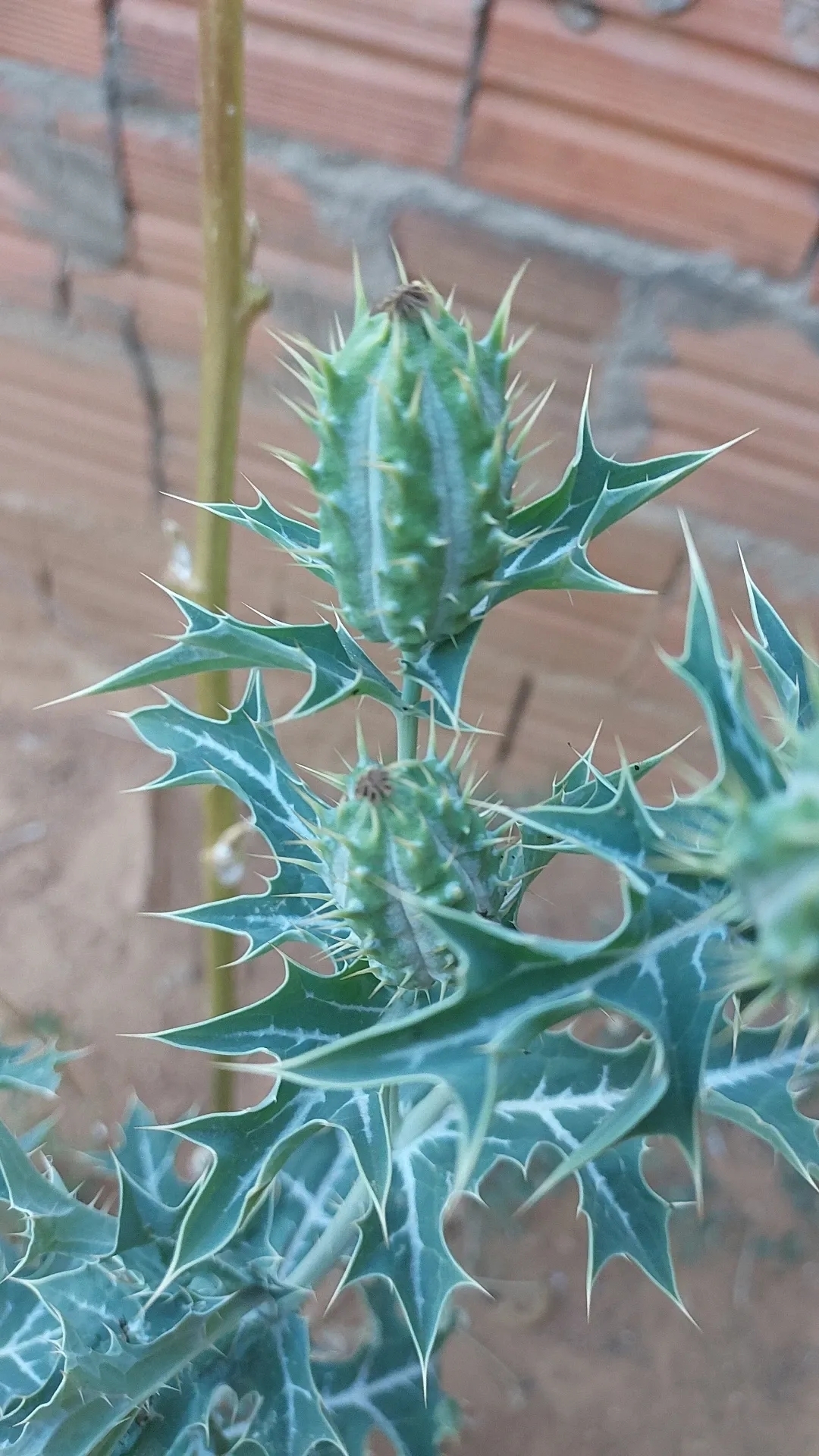Argemone mexicana