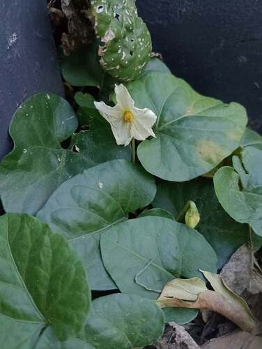 Lycianthes repens, photograph 5