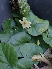 Lycianthes repens, photograph Felipe Horton, CC BY, iNaturalist via GBIF