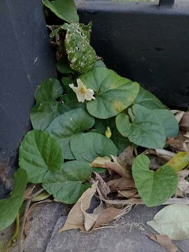 Lycianthes repens, photograph 4