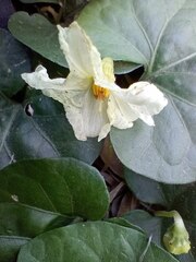 Lycianthes repens, photograph Felipe Horton, CC BY, iNaturalist via GBIF