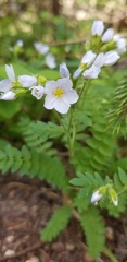 Polemonium pulcherrimum delicatum