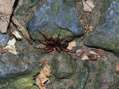 Mallinella fulvipes