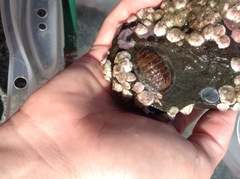 Chitonoidea