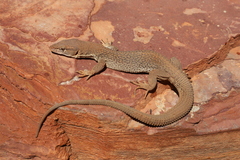 Storr's Monitor photo 4