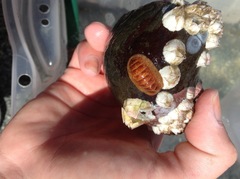 Chitonoidea