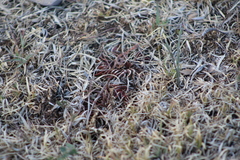 Echinofossulocactus lamellosus