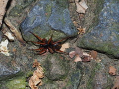Mallinella fulvipes