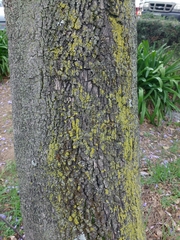 Jacaranda mimosifolia