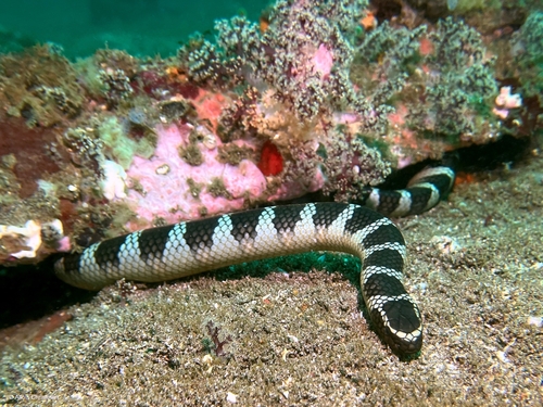 Chinese Sea Snake, Laticauda semifasciata