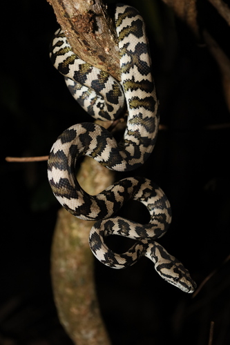 Jungle Carpet Python sighting