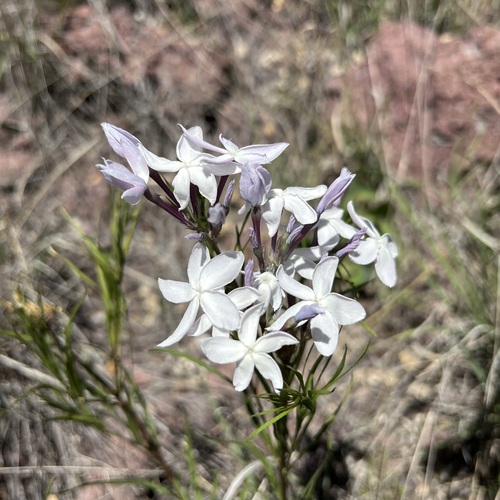 Arizona bluestar (Amsonia grandiflora)