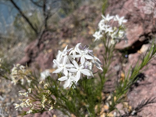 Arizona bluestar (Amsonia grandiflora)