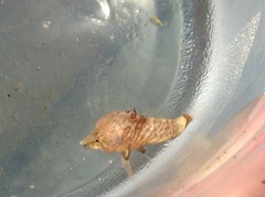 Rhamphocottus richardsonii