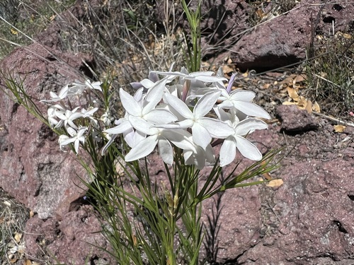 Arizona bluestar (Amsonia grandiflora)