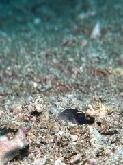 Opistognathus randalli