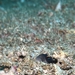 Opistognathus randalli
