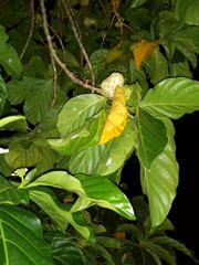 Morinda citrifolia