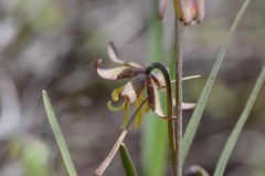 Fritillaria atropurpurea