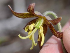 Fritillaria atropurpurea