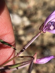 Clarkia modesta