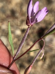 Clarkia modesta