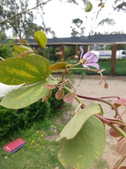 Bauhinia variegata