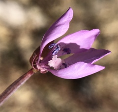 Clarkia modesta
