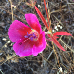Clarkia purpurea