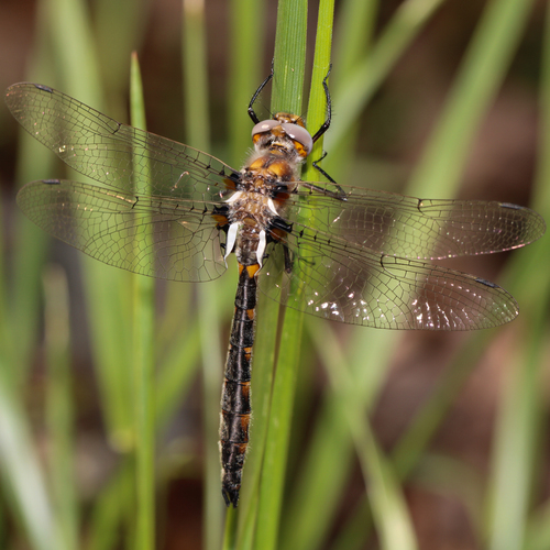 Uhler's Sundragon photo 6