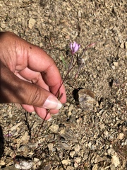 Clarkia modesta