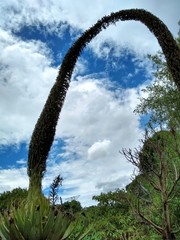 Agave obscura