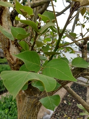 Erythrina americana