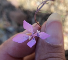 Clarkia modesta