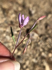 Clarkia modesta