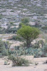 Vachellia schaffneri