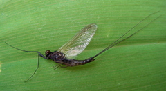 Leptophlebia