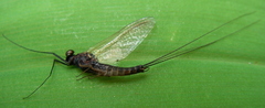 Leptophlebia