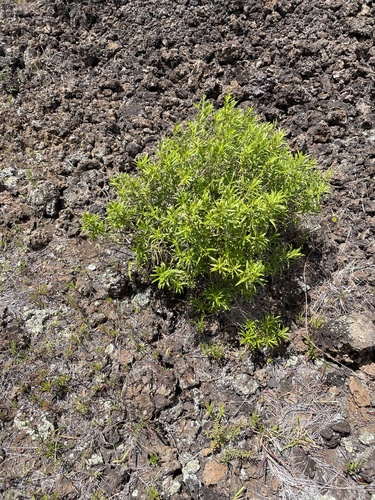 Dubautia linearis observed 2024-04-21