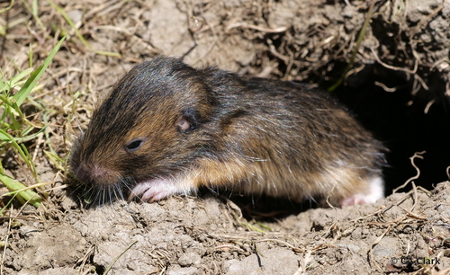 Botta's Pocket Gopher, Edgewood Preserve, California, USA, photo 8 of 10