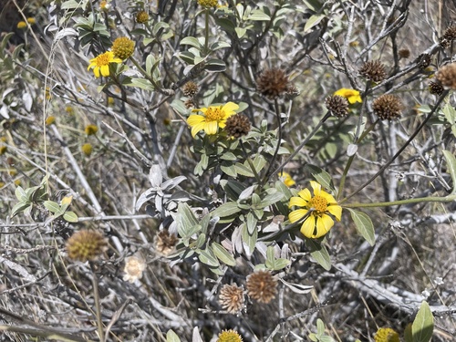 Lipochaeta lavarum observed 2024-04-21