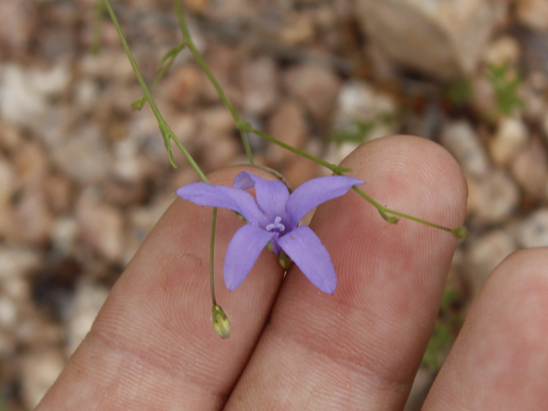 basin bellflower (Poolea reverchonii)