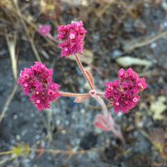 Chorizanthe douglasii