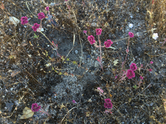 Chorizanthe douglasii